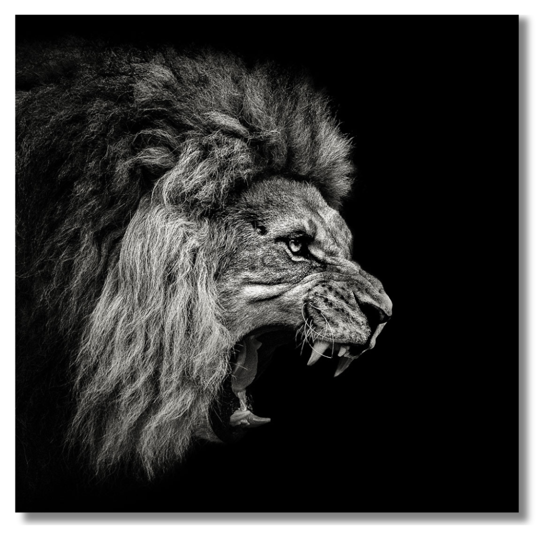 Tavla Aluminium art Lion