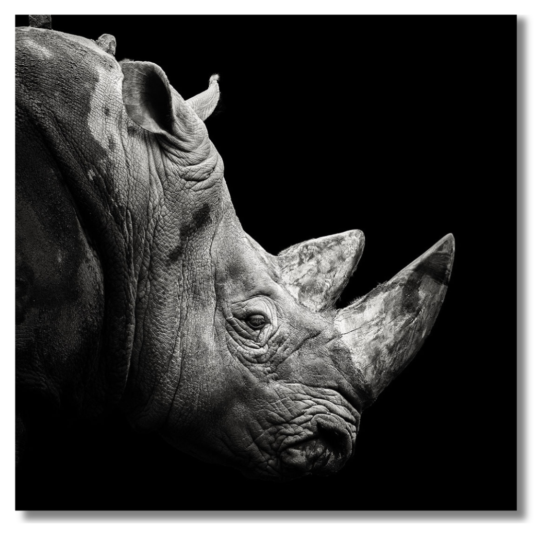 Tavla Aluminium art Rhino