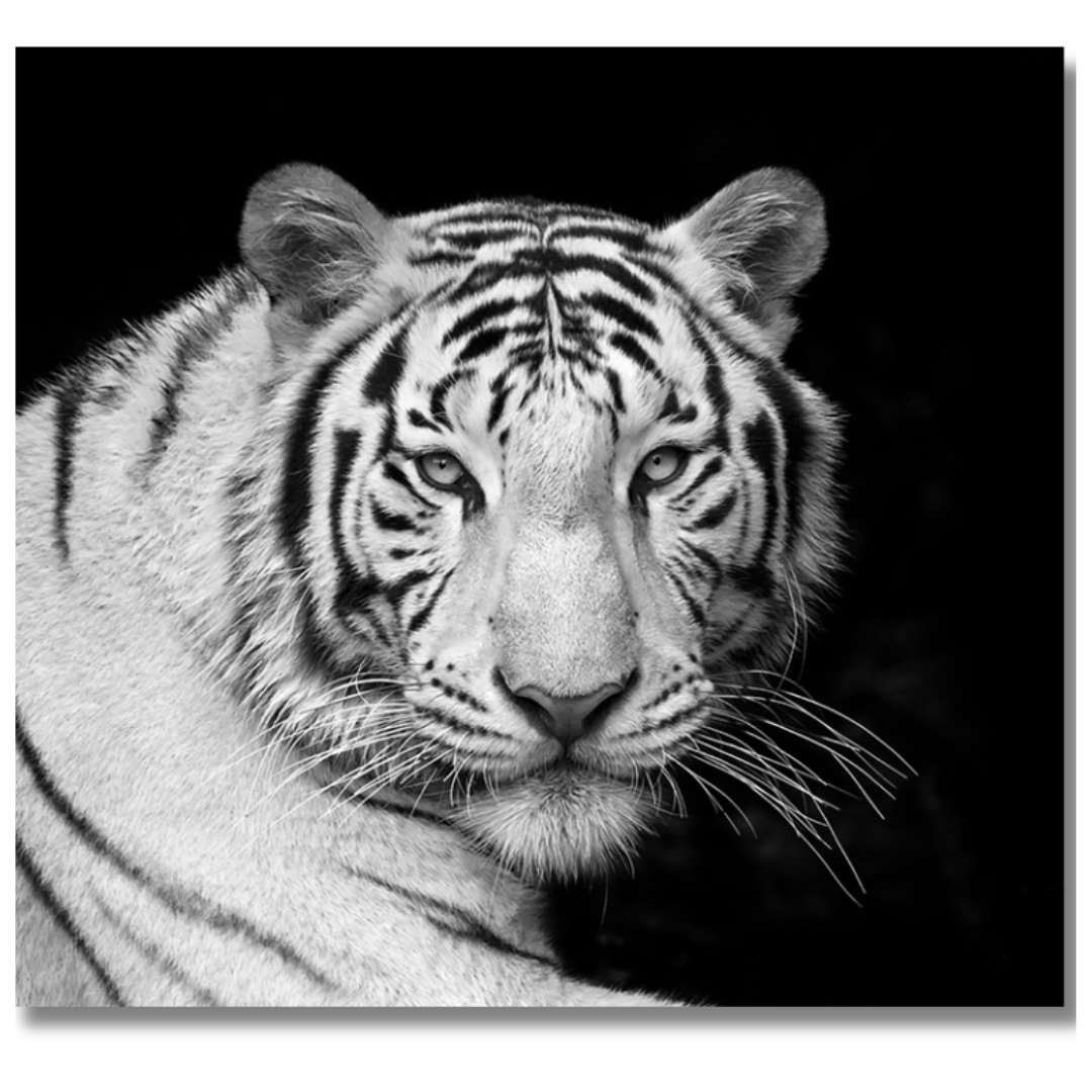 Tavla Aluminium art White Tiger 2