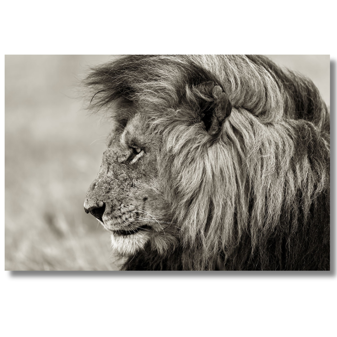Tavla Aluminium art Lion