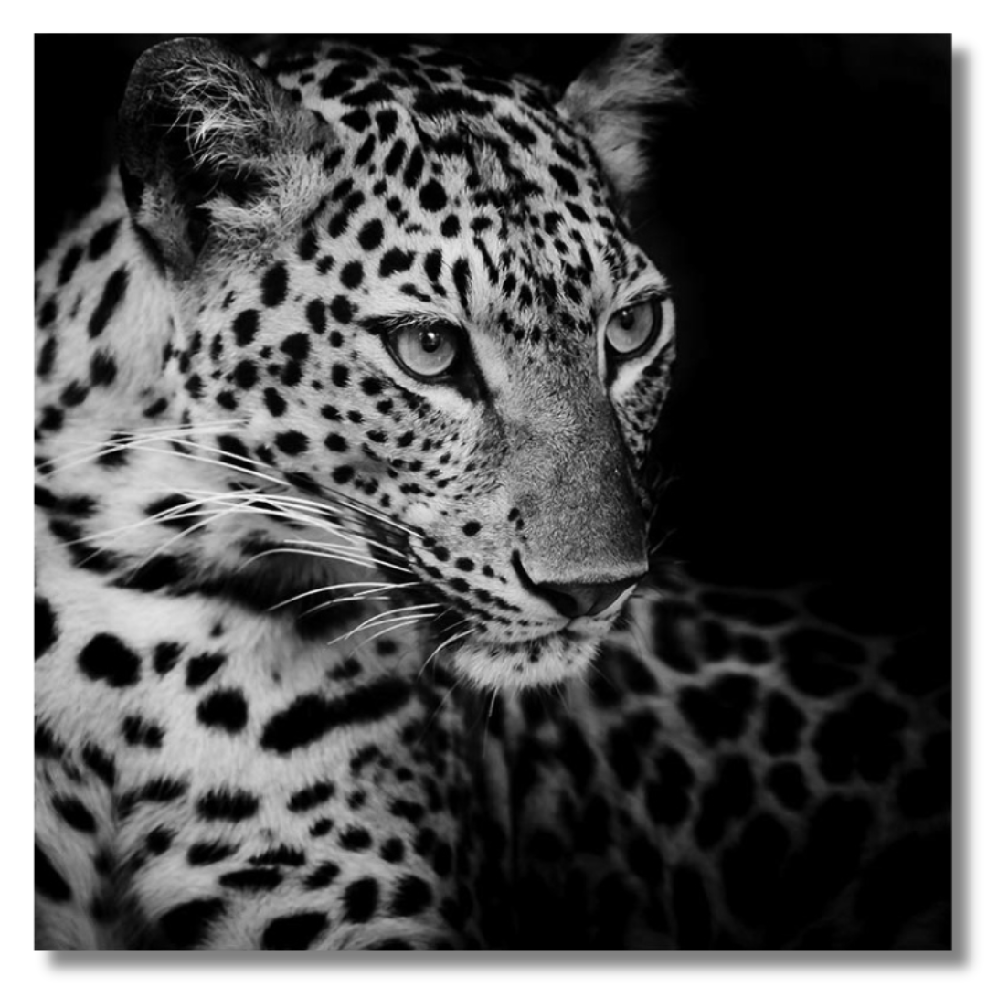 Tavla Aluminium art Leopard B&W