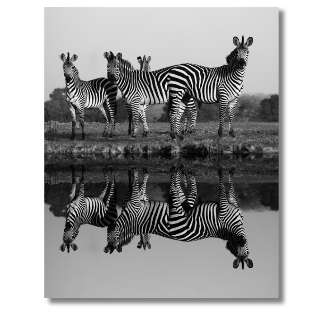 Tavla Aluminium art Zebras