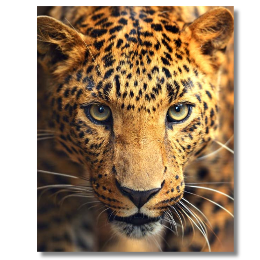 Tavla Aluminium art Leopard