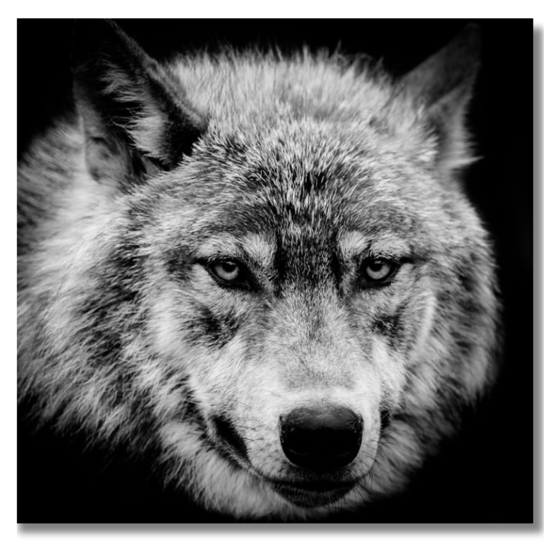 Tavla Aluminium art Wolf