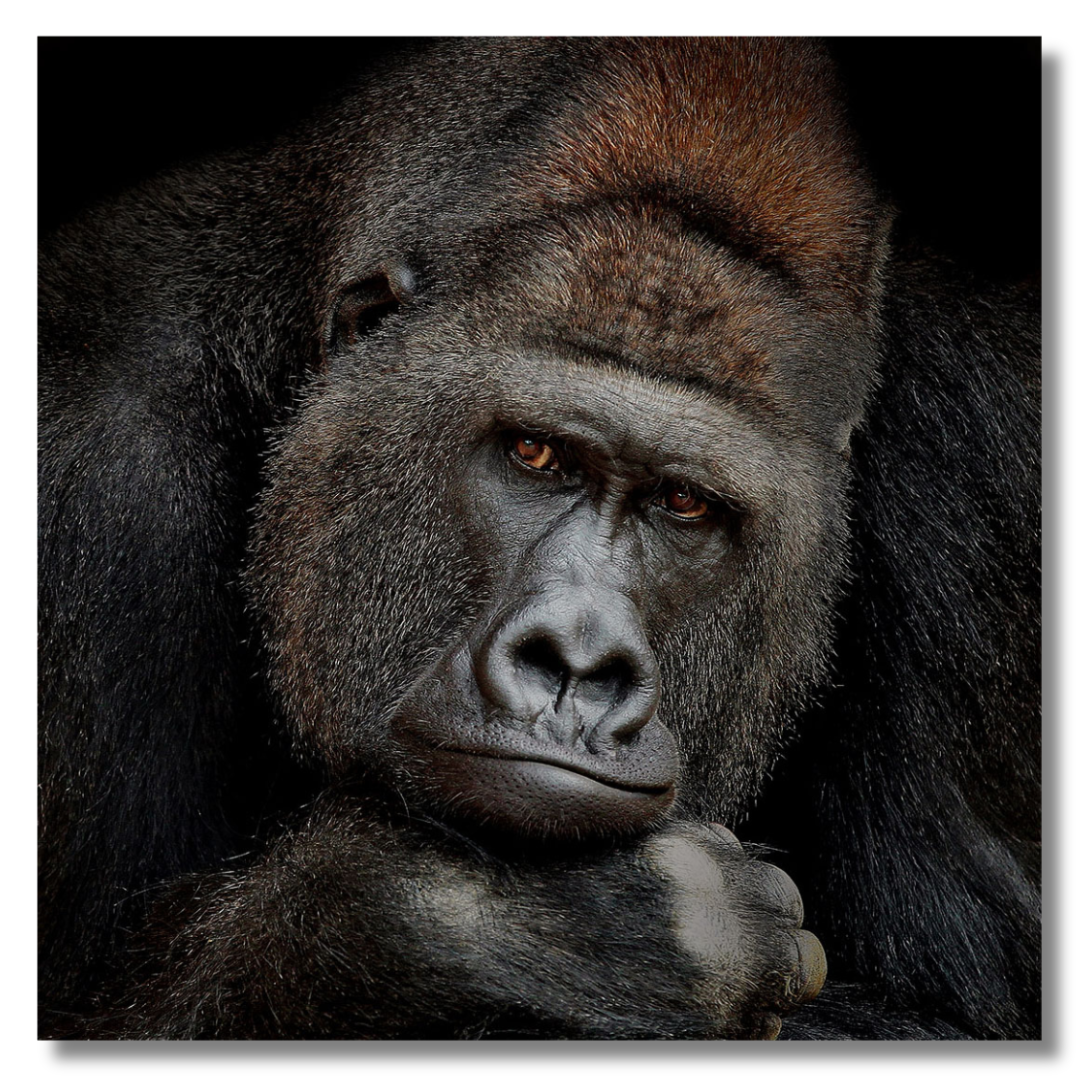 Tavla Aluminium art Gorilla
