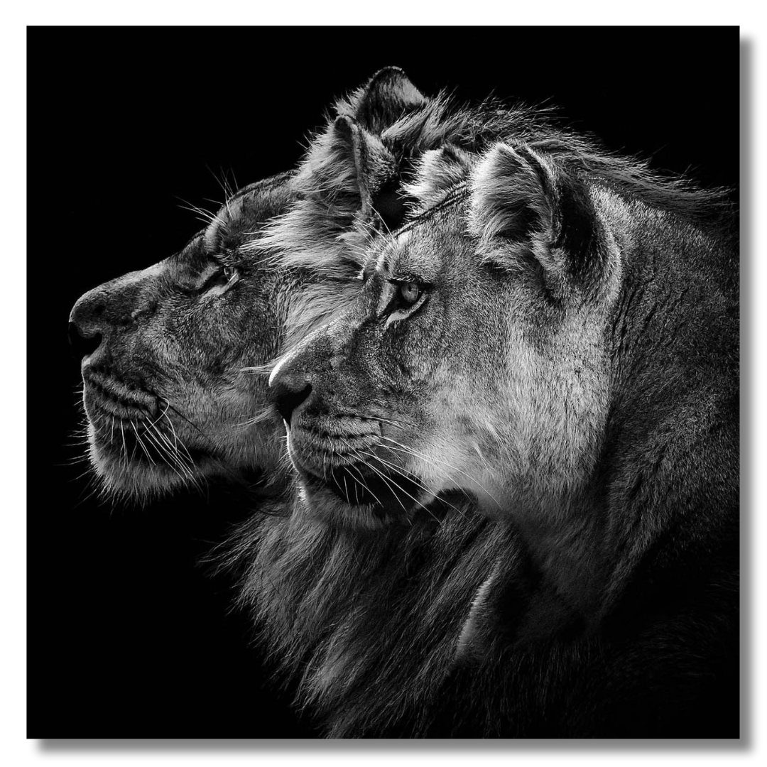 Tavla Aluminium art Lion & Tiger