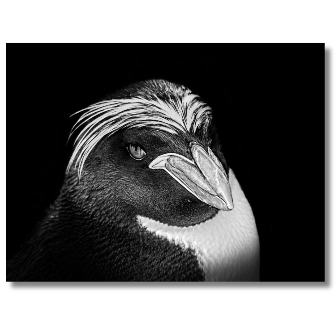 Tavla Aluminium art Penguin
