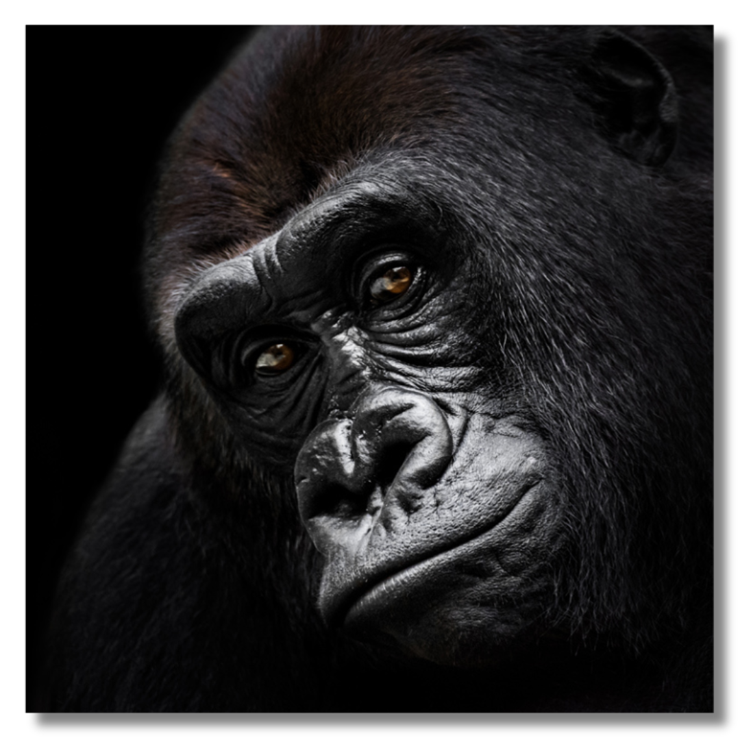 Tavla Aluminium art Gorilla 2