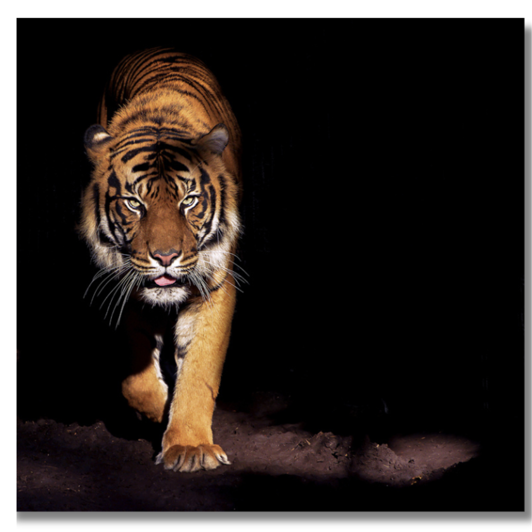 Tavla Aluminium art King of the Jungle