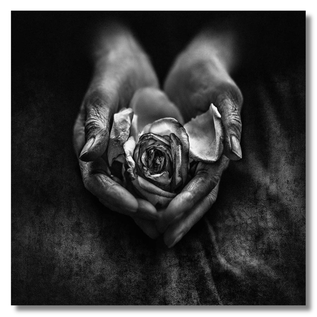 Tavla Aluminium art  Rose